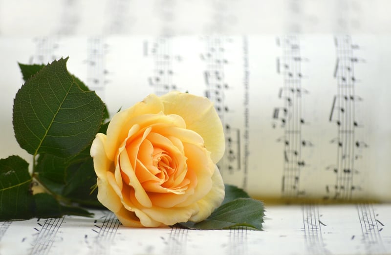 Rose Garden